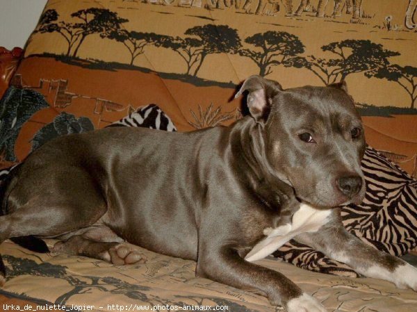 Photo d'American staffordshire terrier