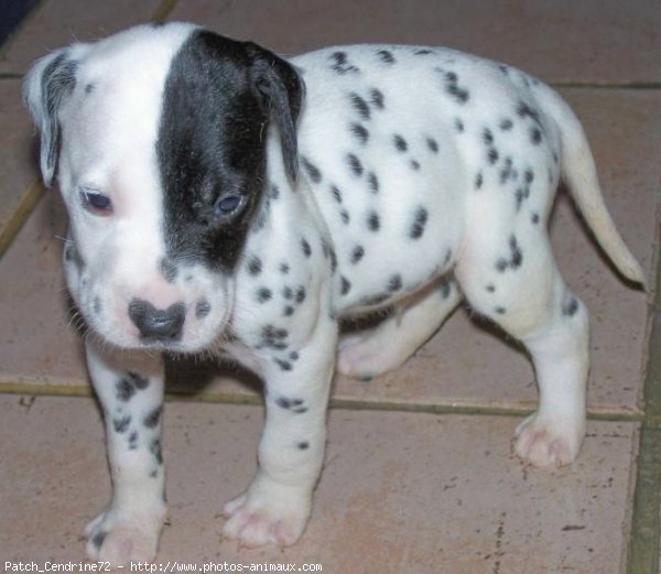 Photo de Dalmatien