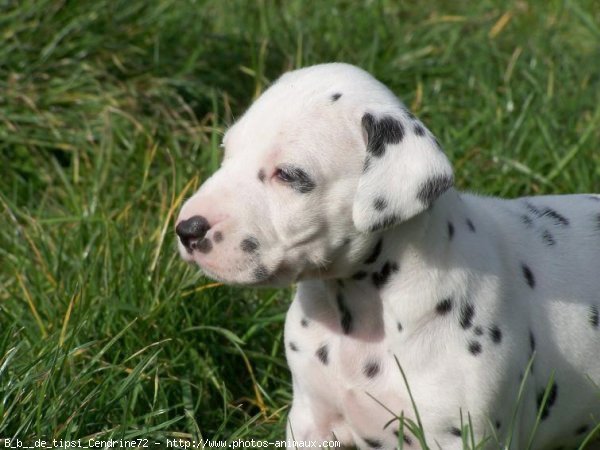 Photo de Dalmatien