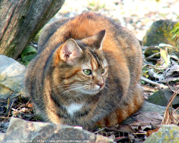 Photo de Chat domestique