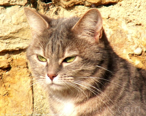 Photo de Chat domestique