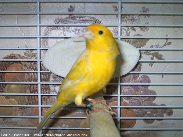 Photo de Canari