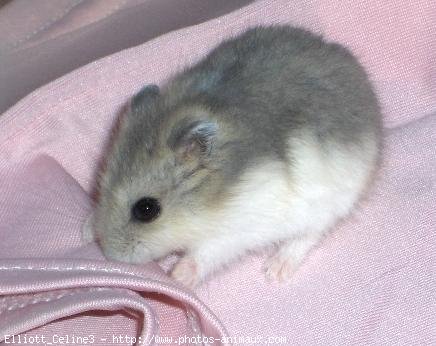 Photo de Hamster