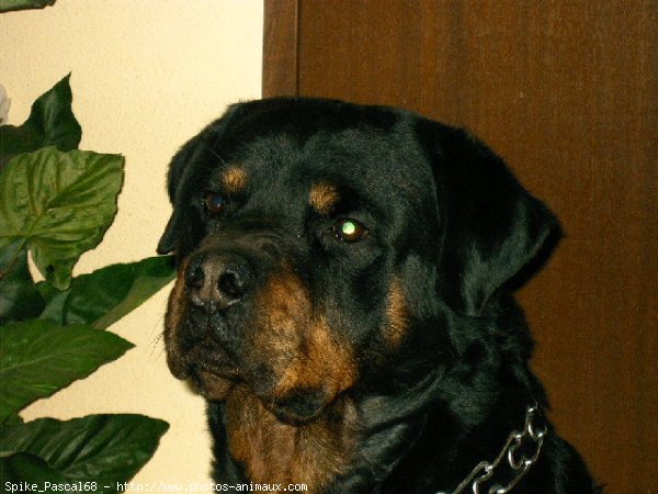 Photo de Rottweiler