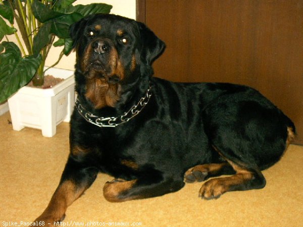 Photo de Rottweiler