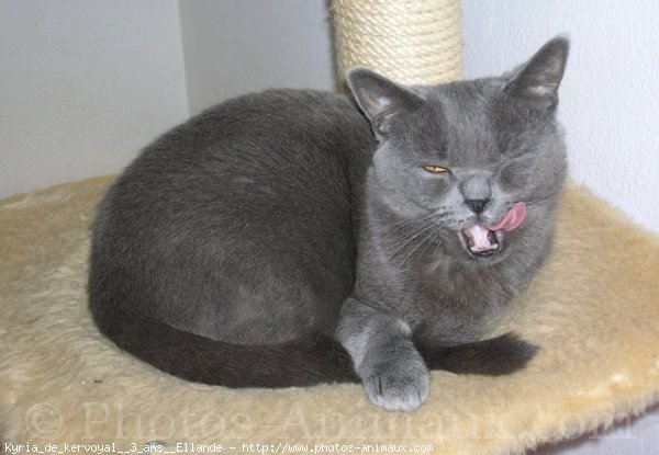 Photo de Chartreux