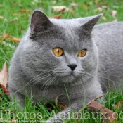 Photo de British shorthair