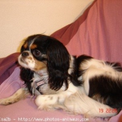 Photo de Cavalier king charles spaniel