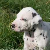 Photo de Dalmatien