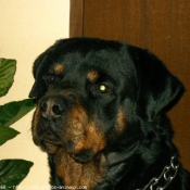 Photo de Rottweiler