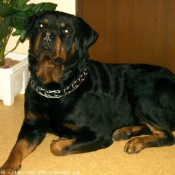 Photo de Rottweiler