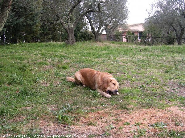 Photo de Golden retriever