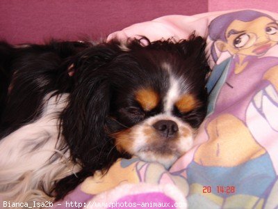 Photo de Cavalier king charles spaniel