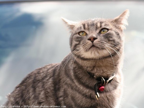 Photo de Chat domestique