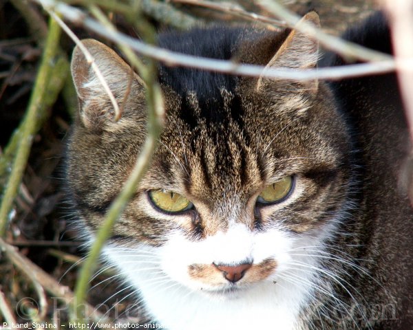 Photo de Chat domestique