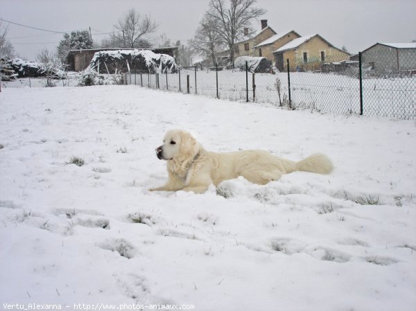 Photo de Chien de berger des tatras