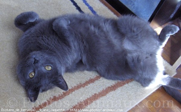 Photo de Chartreux