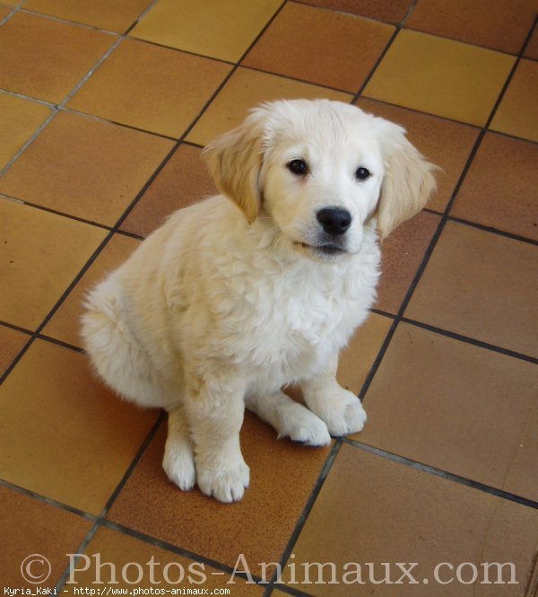 Photo de Golden retriever