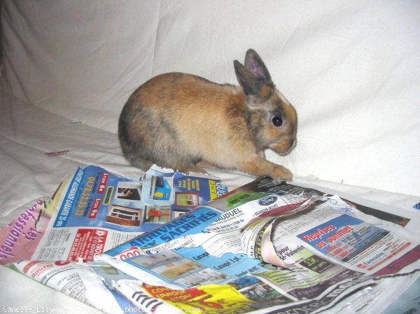 Photo de Lapin