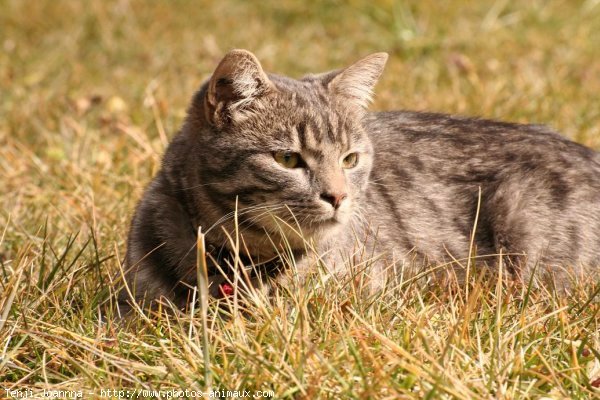 Photo de Chat domestique