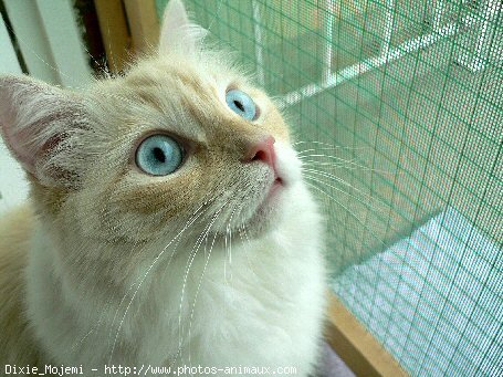 Photo de Ragdoll