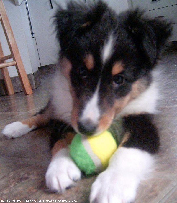 Photo de Chien de berger des shetland