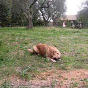 Photo de Golden retriever