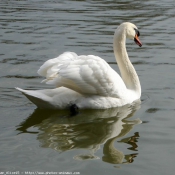 Photo de Cygne