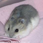 Photo de Hamster