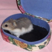 Photo de Hamster