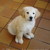 Photo de Golden retriever