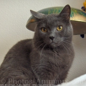 Photo de Chartreux