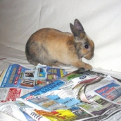 Photo de Lapin