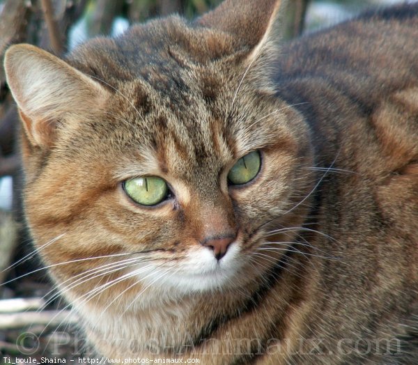 Photo de Chat domestique