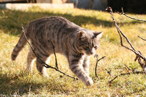 Photo de Chat domestique