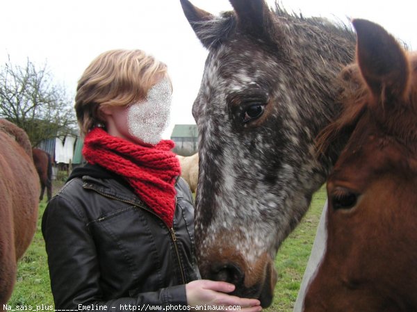 Photo d'Appaloosa