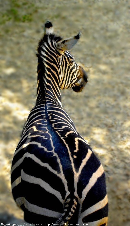 Photo de Zebre