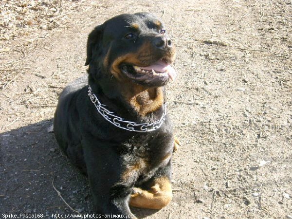 Photo de Rottweiler