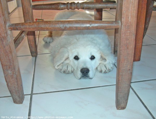 Photo de Chien de berger des tatras