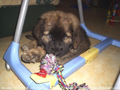 Photo de Leonberg