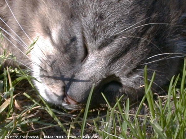 Photo de Chat domestique