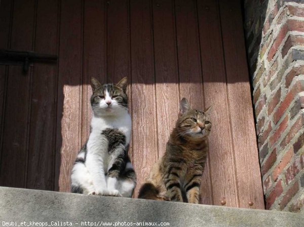 Photo de Chat domestique