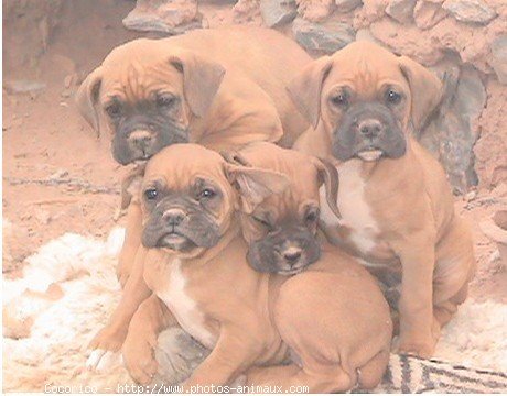 Photo de Boxer