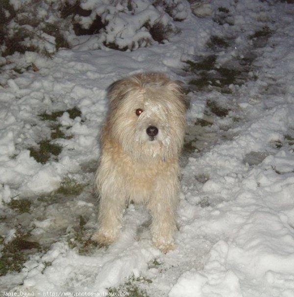 Photo de Chien de berger des pyrenes  poil long