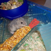 Photo de Hamster