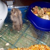 Photo de Hamster