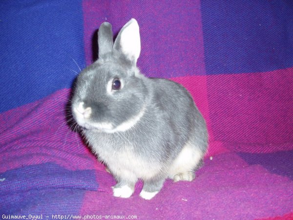 Photo de Lapin