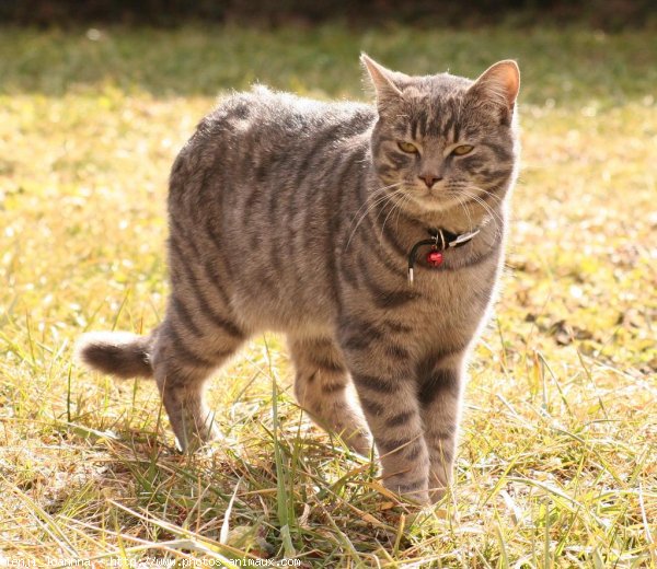 Photo de Chat domestique