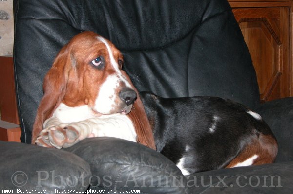 Photo de Basset hound