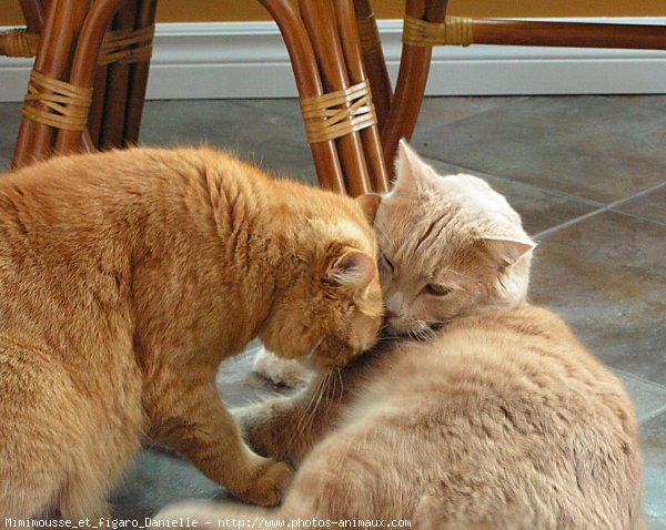 Photo de Chat domestique